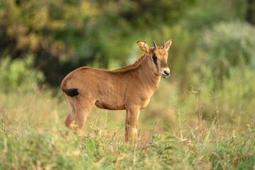 Fototapeta premium Fringe-eared oryx calf stands in long grass