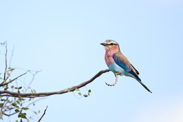 Obraz premium Lilac-breasted roller in profile on curly branch