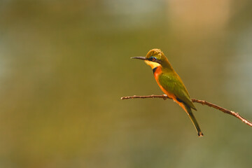 Obraz premium Little bee-eater on curved branch in profile