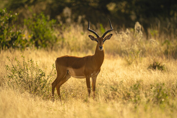 Naklejka premium Male impala stands backlit in leafy bushes