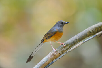 Fototapeta premium White-rumped Shama (Copsychus malabaricus) perched on branch of tree birdwatching in the forest.