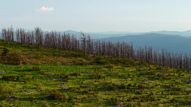 Evening aerial drone view flying over dead leafless cedar trees on a green mountain slope at the Seminsky Pass in Altai.