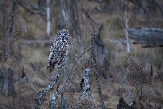 Great grey owl perched on a branch looking at camera in a wild forest in Poland