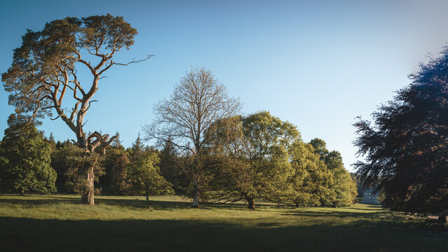 Woodland Wetlands and Standing Trees at Arcot Pond, Cramlington, Northumberland, June 2026