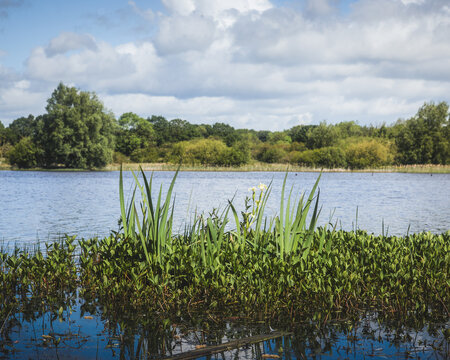 Woodland Wetlands and Standing Trees at Arcot Pond, Cramlington, Northumberland, June 2026