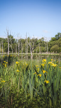 Woodland Wetlands and Standing Trees at Arcot Pond, Cramlington, Northumberland, June 2026