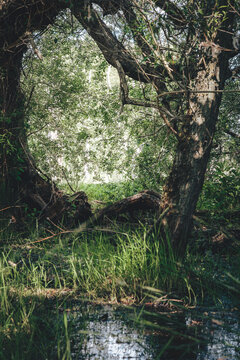 Woodland Wetlands and Standing Trees at Arcot Pond, Cramlington, Northumberland, June 2026