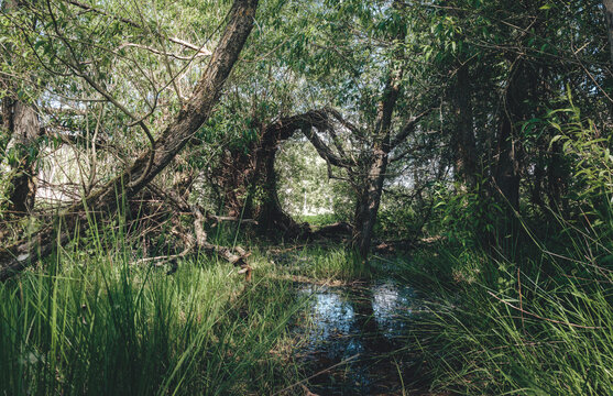 Woodland Wetlands and Standing Trees at Arcot Pond, Cramlington, Northumberland, June 2026