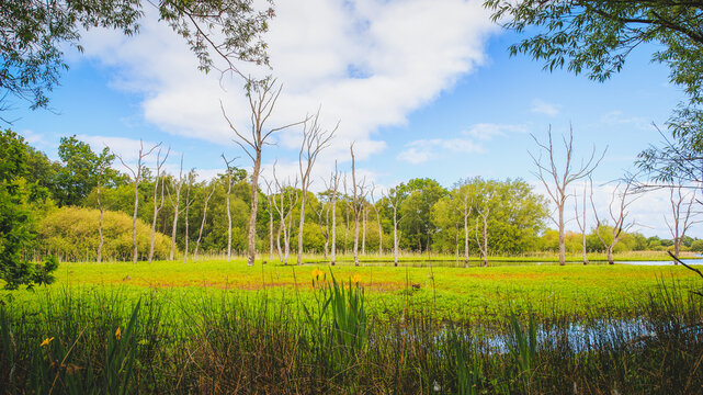Woodland Wetlands and Standing Trees at Arcot Pond, Cramlington, Northumberland, June 2026