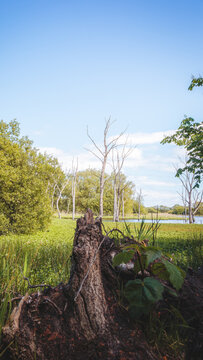 Woodland Wetlands and Standing Trees at Arcot Pond, Cramlington, Northumberland, June 2026