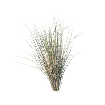 Grass bush isolated transparent background photo realistic 3d rendering PNG 16 bit with alpha channel
