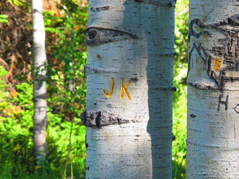 Close-up of initials carved into the smooth white bark of an aspen tree surrounded by a lush mountain forest.