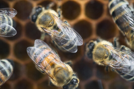 Honeybees on a honeycomb in macro shot