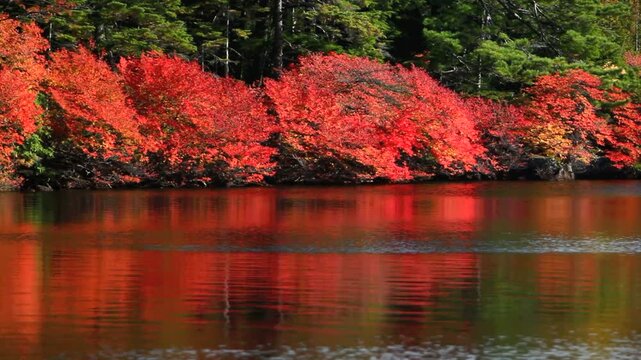 白駒池のドウダンツツジの紅葉