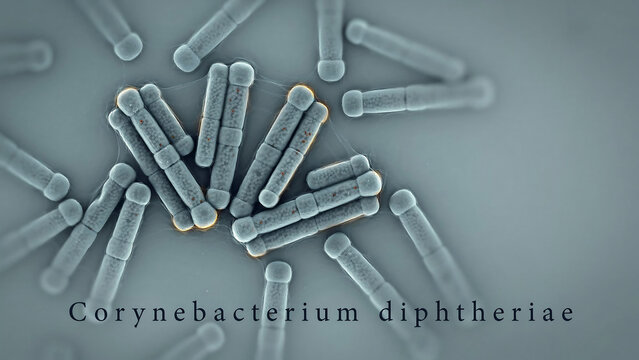 Corynebacterium diphtheriae bacteria microscopic view with transparent background showing rod shaped microorganisms  scientific medical concept