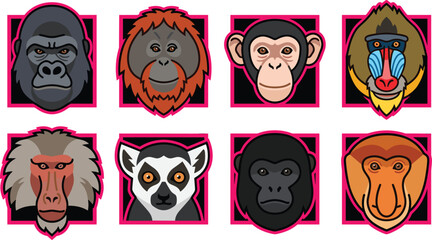 Monkeys and Primates Square Badge Icon Set Featuring Flat Cartoon Gorilla Orangutan Chimpanzee Mandrill Baboon Lemur Gibbon and Proboscis Monkey for Wildlife Education Graphics © MstJuli