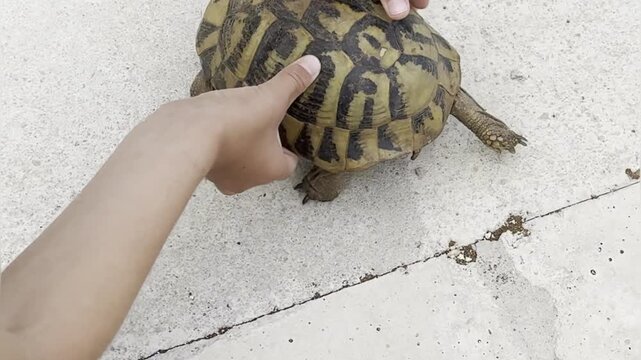 Child's hands helping a wild Hermann's tortoise, Balkan land turtle Testudo hermanni, on the street pavement. animal rescue concept.