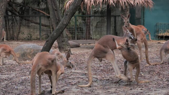 Two kangaroos stand upright and spar by grappling in an outdoor animal enclosure while other kangaroos rest and graze nearby, showing social and dominance behavior.
