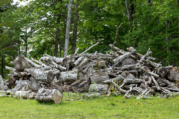 Fototapeta premium Pile of Cut Logs Ready for Splitting in Rural Woodland Backyard