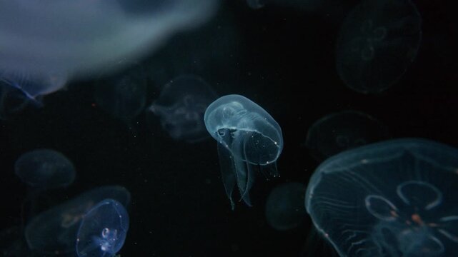4K Video of moon jellyfish swimming gracefully against a black background.	
