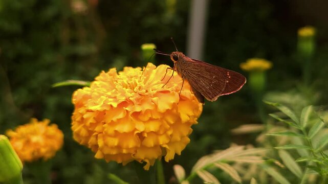 Skipper Butterfly Feeding on Orange Marigold Flower, Macro Close Up Pollinator Collecting Nectar in Garden, Wildlife Insect, Nature, Biodiversity, 4K Cinematic Stock Footage
