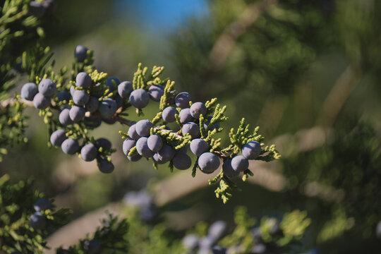 Close-up of ripe berries on an Ashe juniper branch