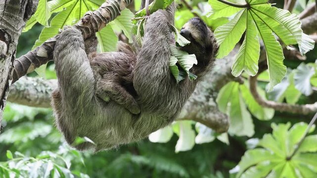 Three-toed sloth with baby