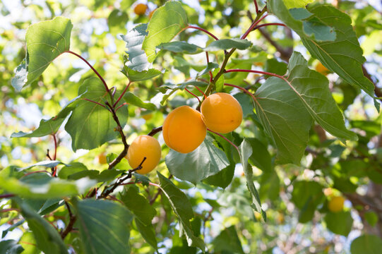 Traditional Dalmatian apricots (Armelin, Prunus armeniaca) hanging on tree branch in sunny orchard, Croatia
