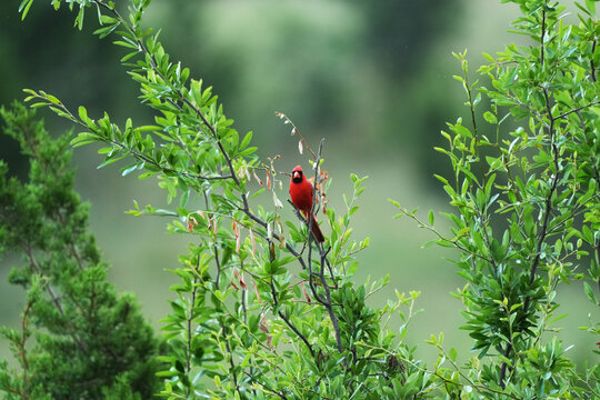 Northern Cardinal perched in a Texas landscape