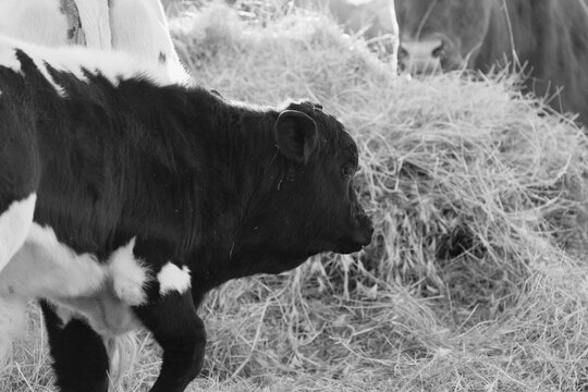 Black and white close-up of a calf by a hay bale on a farm