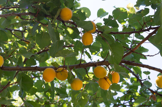 Traditional Dalmatian apricots (Armelin, Prunus armeniaca) hanging on tree branch in sunny orchard, Croatia