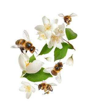 Bees flying around jasmine flowers close-up isolated on transparent background