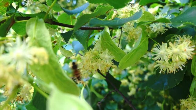 Close-up sequence of a bee collecting nectar from yellow flowers among lush green leaves in a vibrant garden setting, showcasing nature's pollination process