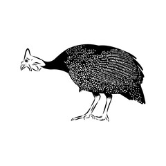 Obraz premium Domestic guinea fowl, vector sketch