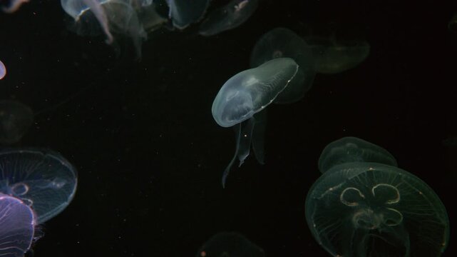 4K Video of moon jellyfish swimming gracefully against a black background.	

