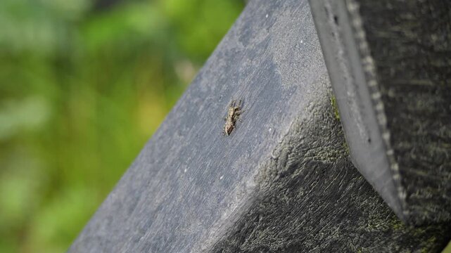 Small common frog hopper insect crawling on fence rail
