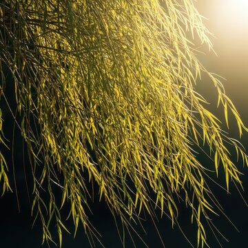 Long, slender willow branches flow freely, illuminated by brilliant sunlight. A powerful image of unrestricted movement, liberation, and natural grace, natural light, branches, flowing
