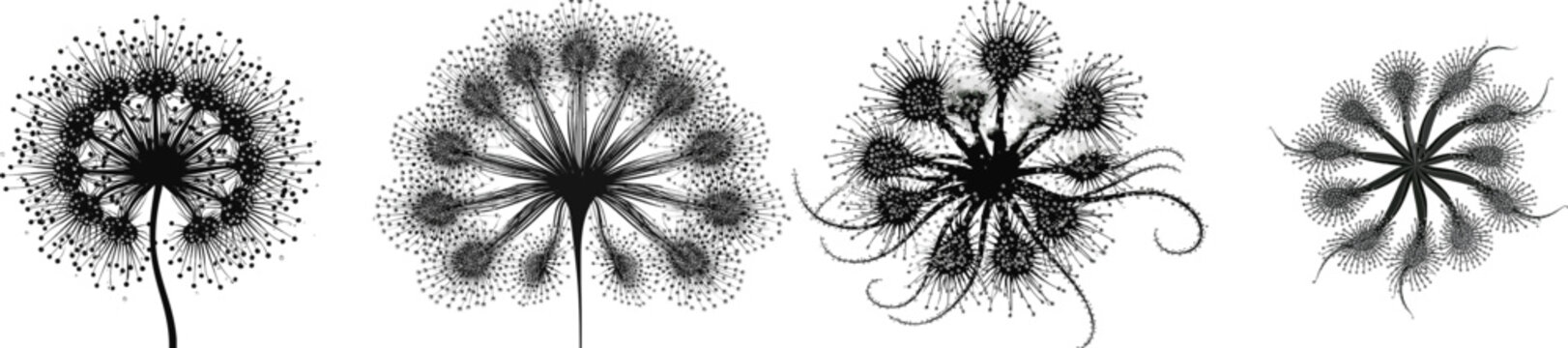 A carnivorous sundew plant with radiating tentacle leaves covered in tiny dewdrop dots is depicted in a crisp flat silhouette illustration, isolated on a pure white background