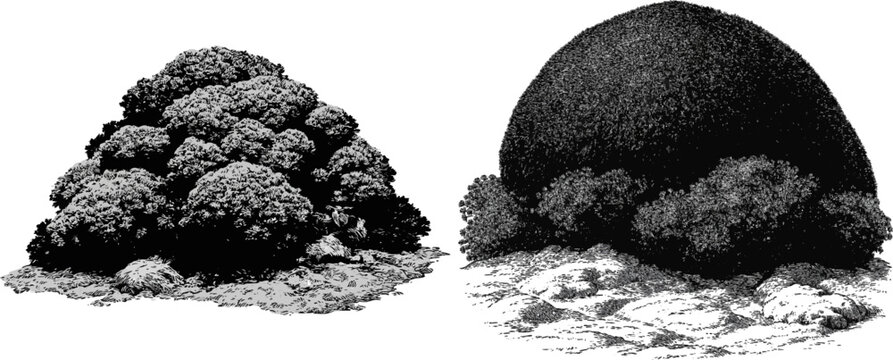 A dense cushion plant from the high Andes forms a tight, rock-hard mound over uneven ground in this high contrast extreme botany illustration