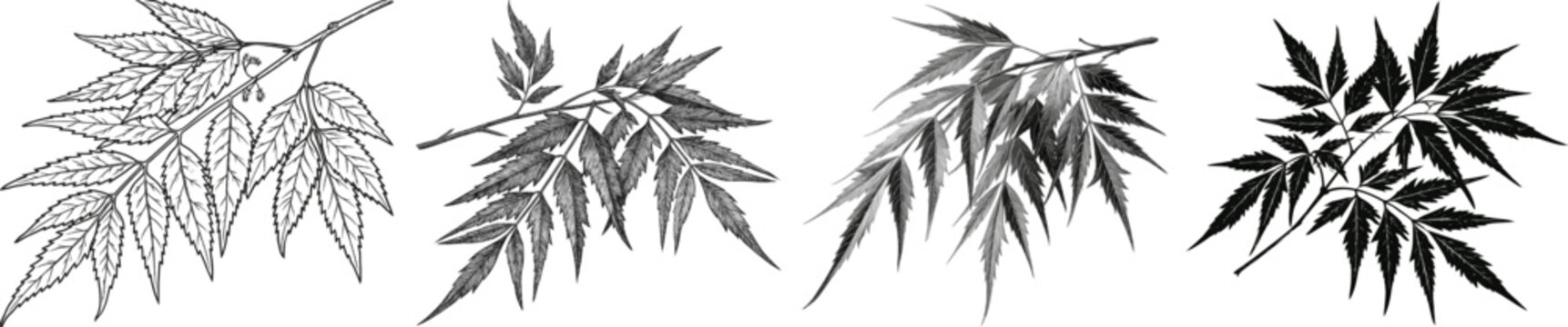 A detailed black-and-white vector illustration of the neem trees sprig showcases its unique serrated leaflets against a pure white background