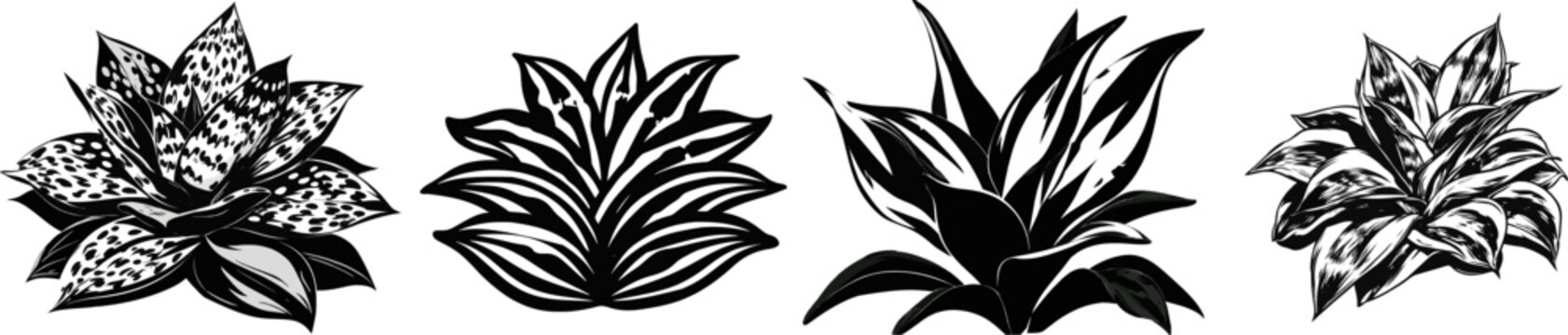 A dwarf snake plant (Sansevieria Hahnii) forms a compact, bird-nest-like architectural rosette of wide leaves with black and white vector graphic design, isolated on a pure white background
