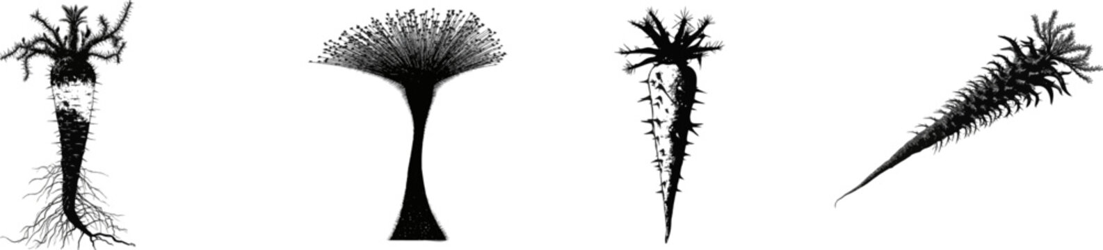 The Fouquieria columnaris, also known as the Boojum Tree, is an ancient desert giant with a bizarre tapering shape resembling a colossal white carrot adorned with tiny thorns and black and white
