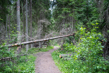 Obraz premium Died dried tree infested by bark beetle fell over soil pathway in spruce forest, regional ecological catastrophe, heavy storm and dangerous pests invasion aftermath, wood timber blocked roadway.