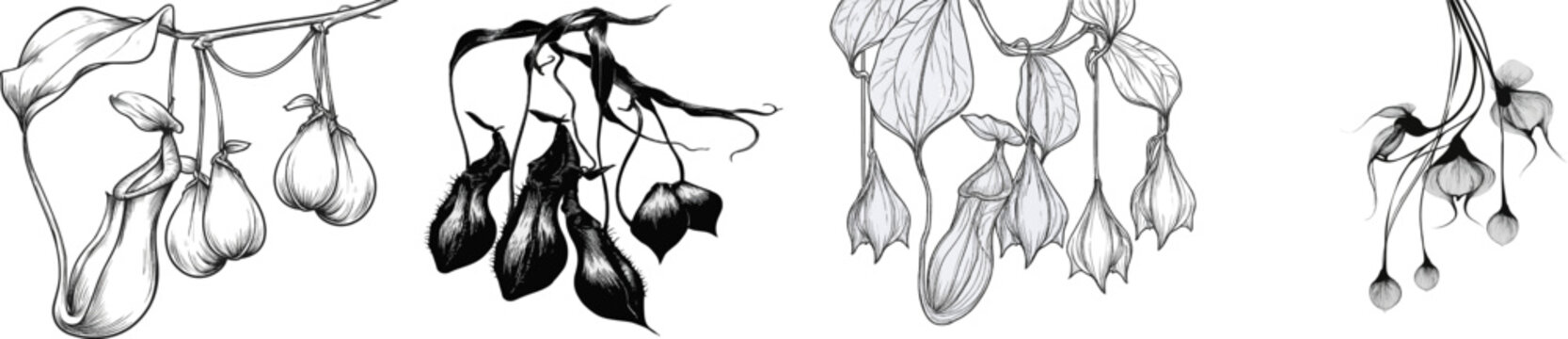 A hanging carnivorous pitcher plant with distinctive pods, elegantly illustrated in black and white vector art, is isolated on a pure white background