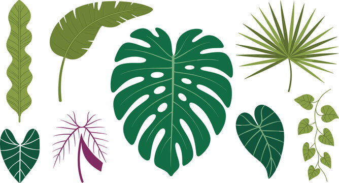 Tropical Jungle Foliage Vector Icon Collection Featuring Monstera Palm Banana Leaf Caladium And Creeping Ivy Vine Botany Graphic Design Elements
