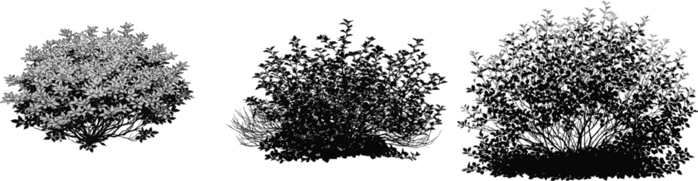 A Japanese spirea forms a dense, low-mounded shrub with tiny serrated leaves and fine twigs, set against a clean white background in a naturalistic vector graphic