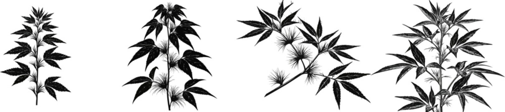 A Jute plant stalk showcases alternate serrated lance leaves with unique hair bristles at the leaf base, rendered in black and white vector art against a pure white background