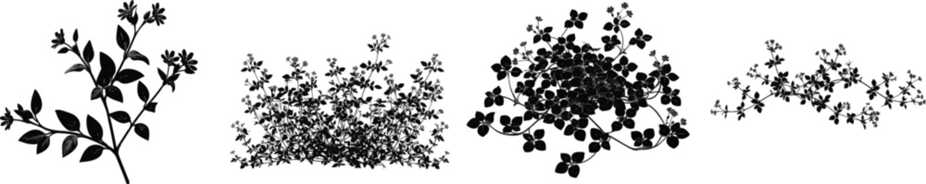 A delicate black-and-white vector illustration of common chickweed features paired leaves and small five-petal flowers against a solid white background