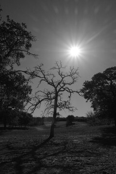 Black and white Texas landscape with sunburst and silhouette tree