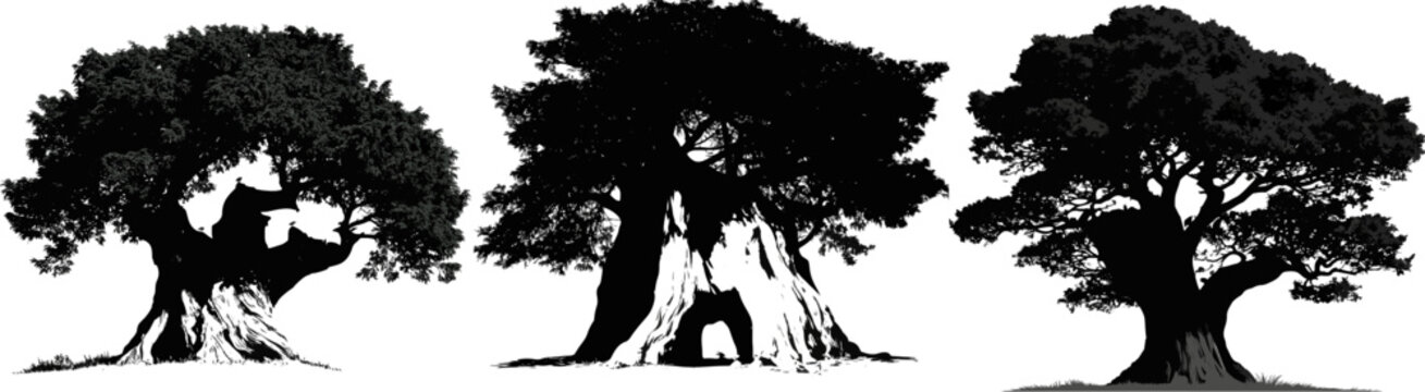 A majestic ancient Yew tree stands proudly in a historical churchyard, its massive split hollow trunk showcasing immense age and an incredibly dark, dense evergreen cloud canopy, rendered as a black